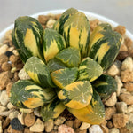 Haworthia Maughanii Variegated Big Size