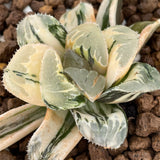 Haworthia Large Leaf Shiba Toshi variegated