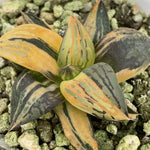 Haworthia Thunder Shadow Variegated Small Size