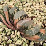 Haworthia Truncata 'White Jade' variegated.