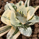 Haworthia Large Leaf Shiba Toshi variegated