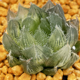 Haworthia Akasen Crystal Variegated