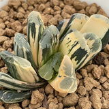 Haworthia Truncata Sakuyahime variegated