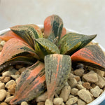 Haworthia Picta Black Diamond Variegated