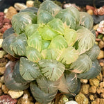 Haworthia Cooperi Var. Truncata Variegated Mother plant