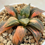 Haworthia Picta Black Diamond Variegated