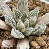 Haworthia Murasaki Emaki Reverse Variegated