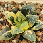 Haworthia Ice Angel variegated