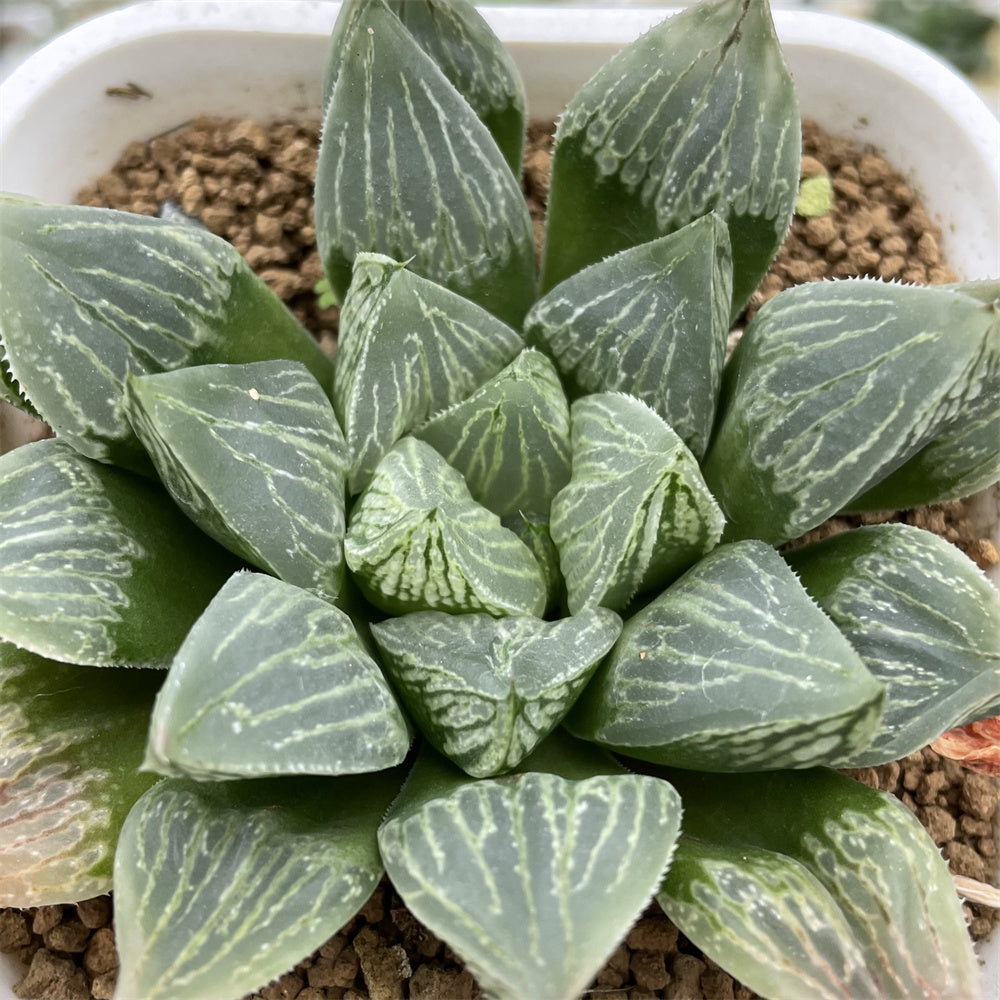 Haworthia 'Hanagasa' other – ChinaHaworthia