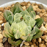 Haworthia Venusta Reverse Variegated