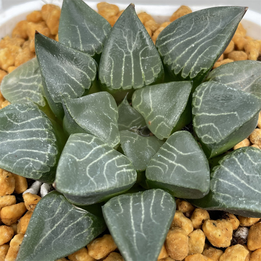 Haworthia Correcta Hanakage – ChinaHaworthia