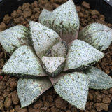 Haworthia Picta 'Hakusenden‘