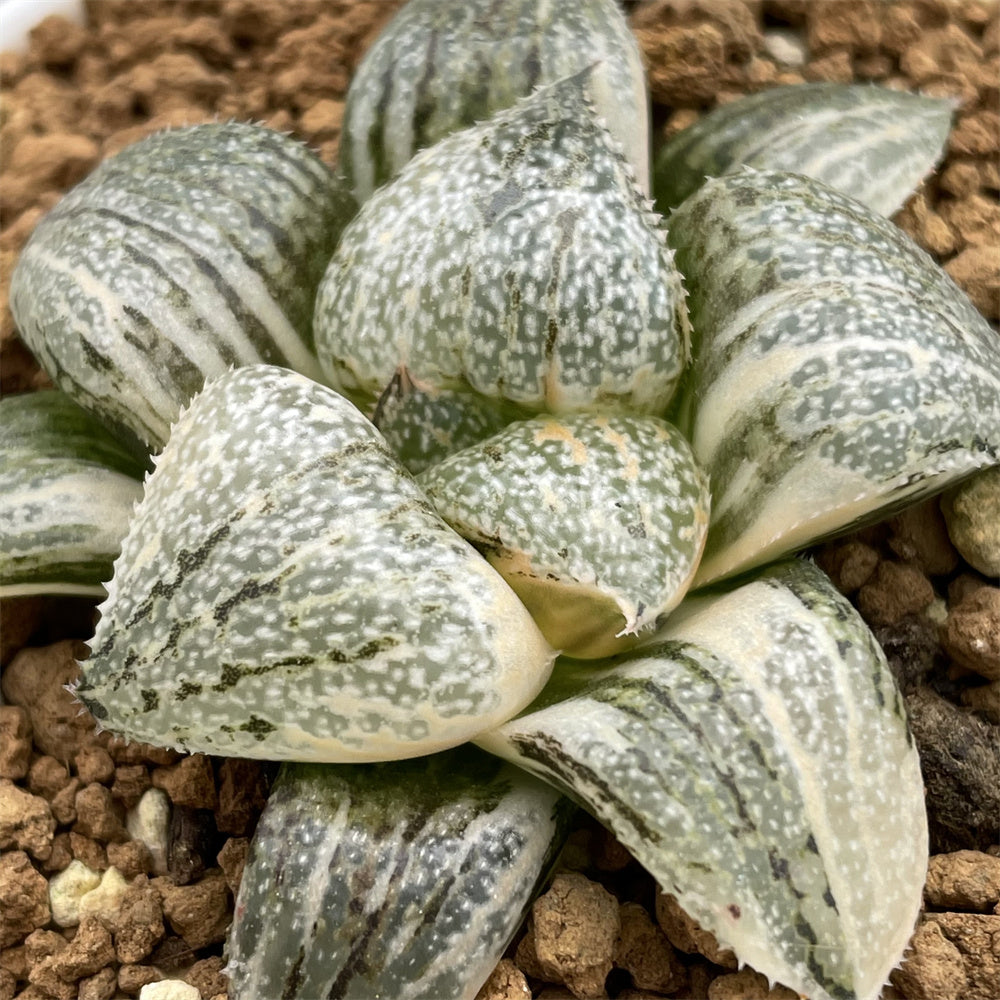 Haworthia Jade Picta variegated L – ChinaHaworthia