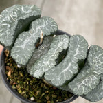 Haworthia Truncata Sharaku