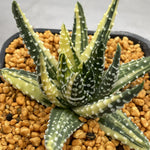 Haworthia Donut variegated