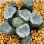 Haworthia Maughanii  'Residual snow' 'Remaining Snow'