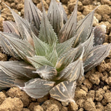 Haworthia Davidii variegated