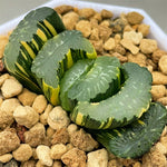 Haworthia Truncata cv. Midori no Shima x Truncata Best Blue variegated