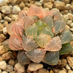 Haworthia Blue Lens variegated